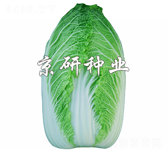 京春CR1-白菜種子-京研