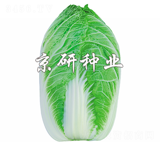 京春CR2-白菜種子-京研