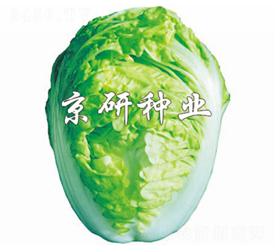 京夏2號-白菜種子-京研