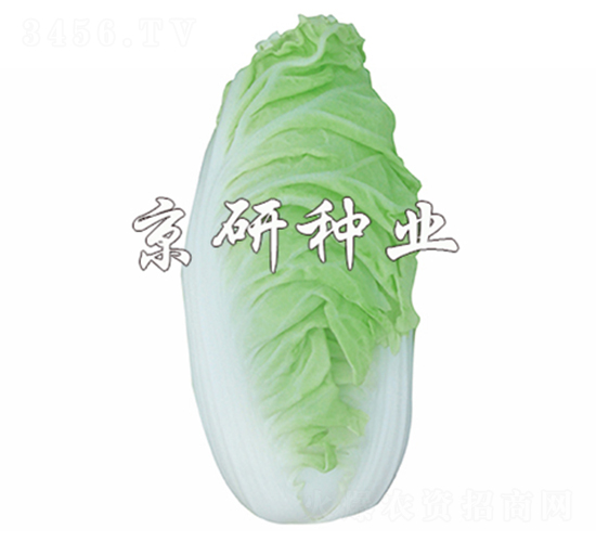 京夏6號(hào)-白菜種子-京研