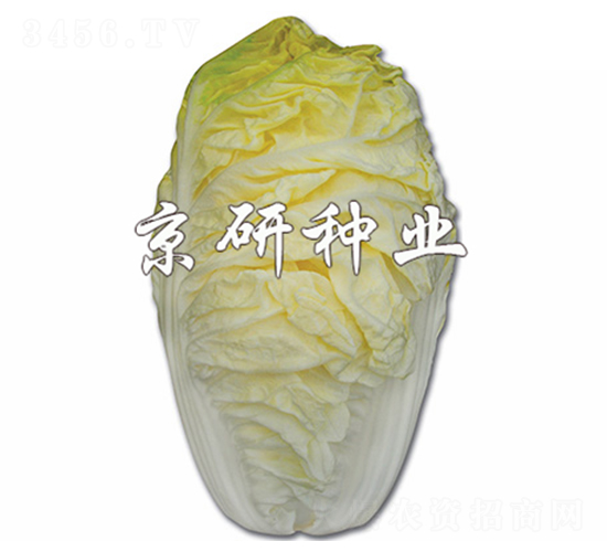京夏56-白菜種子-京研