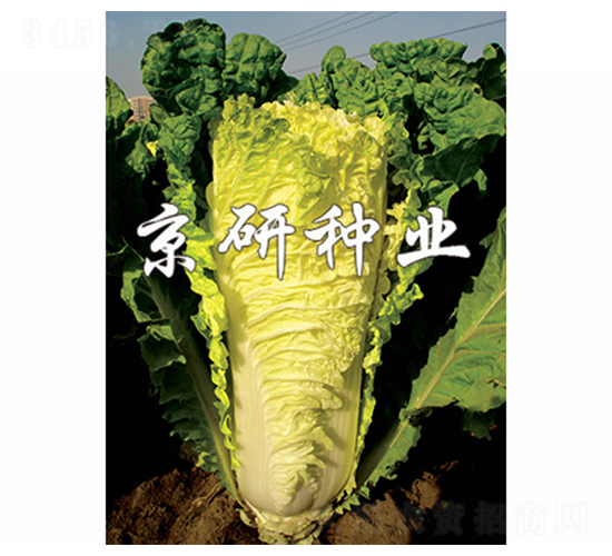 京秋新56號(hào)-白菜種子-京研