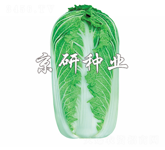 京秋61號-白菜種子-京研