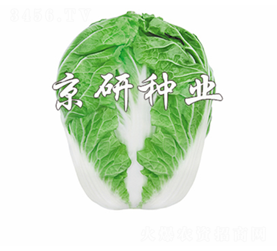 京秋602-白菜種子-京研