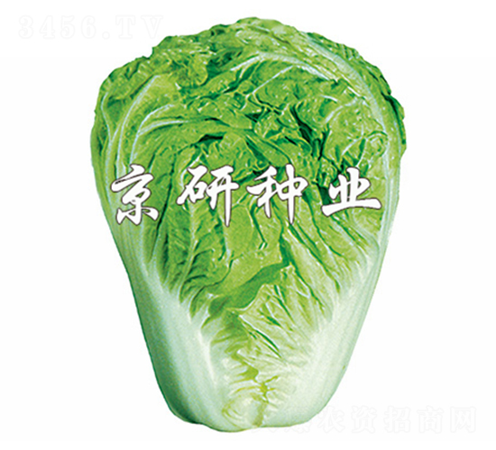 小雜60號(hào)-白菜種子-京研