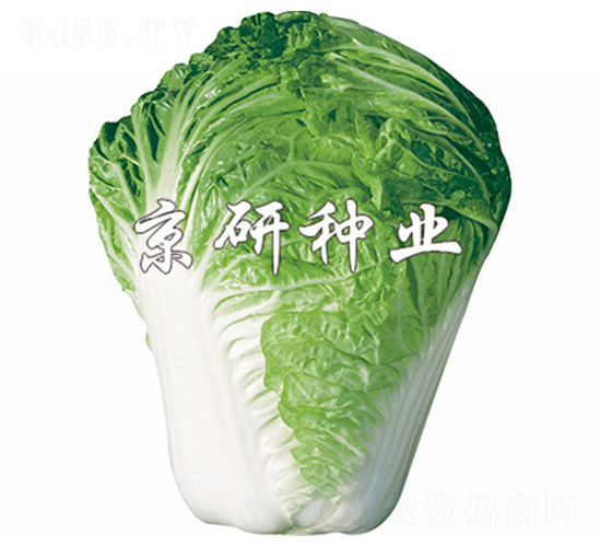 小雜61號-白菜種子-京研
