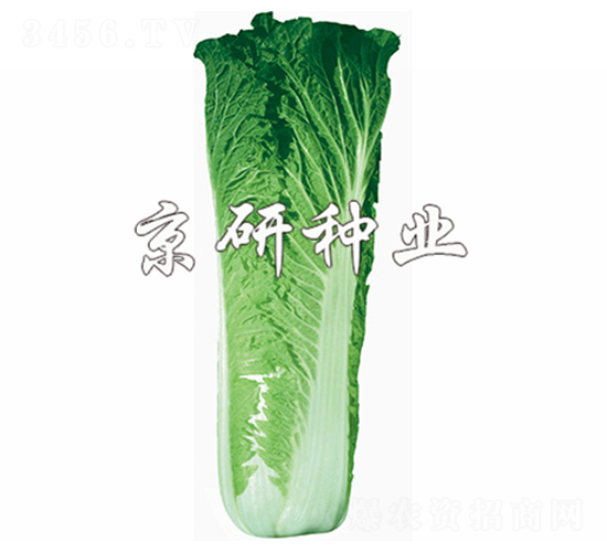 京翠65號-白菜種子-京研