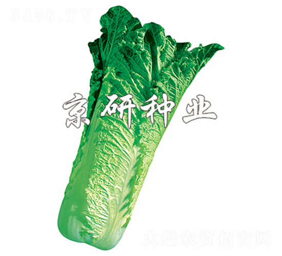 京翠70號(hào)-白菜種子-京研