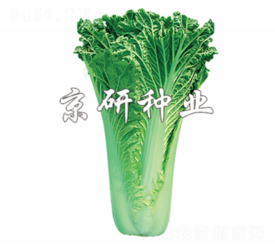 京翠75號-白菜種子-京研