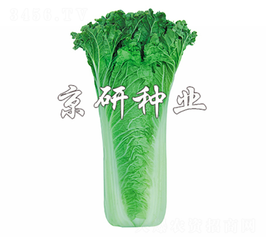 京翠555-白菜種子-京研
