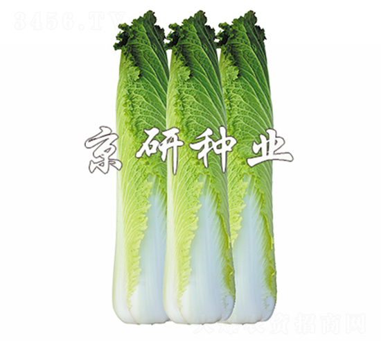 京箭65-白菜種子-京研