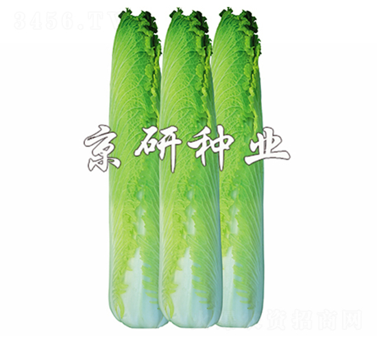 京箭70-白菜種子-京研