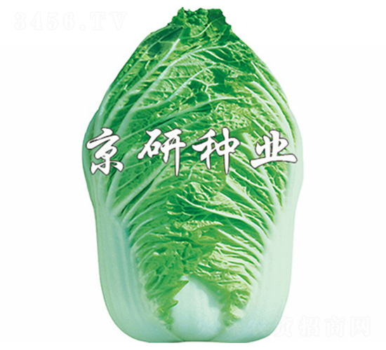 北京大牛心-白菜種子-京研