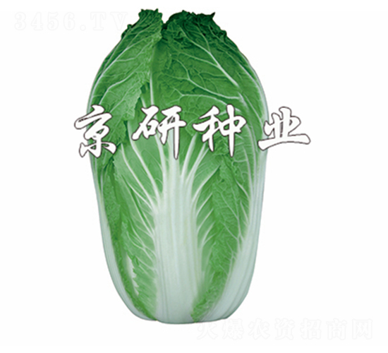 京秋70-白菜種子-京研