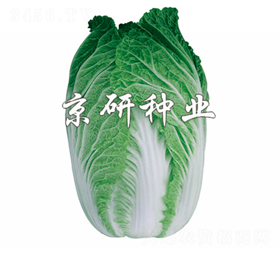 京秋76-白菜種子-京研