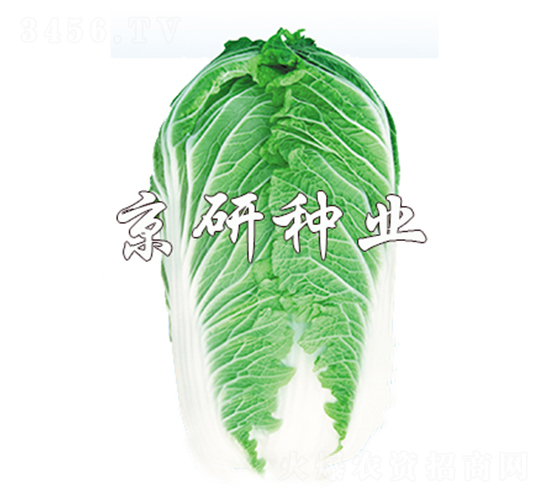京秋701-白菜種子-京研