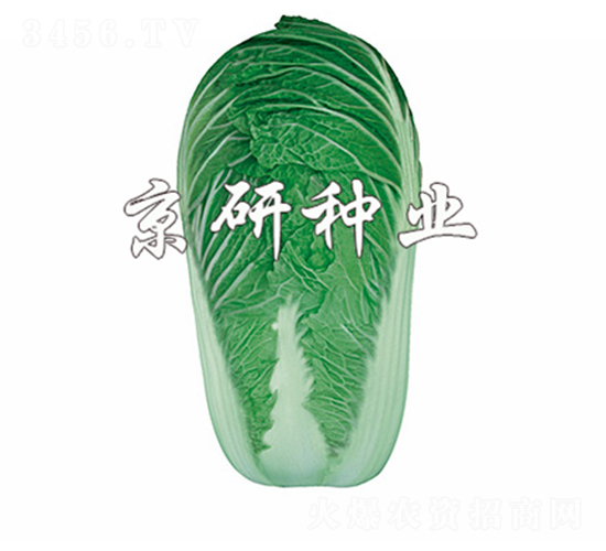 京秋4號-白菜種子-京研