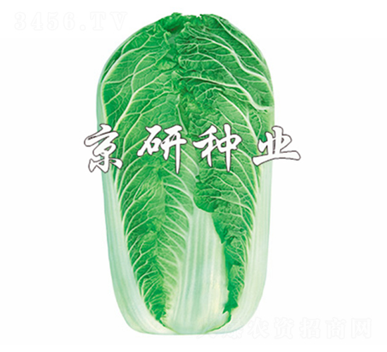 京秋5號-白菜種子-京研