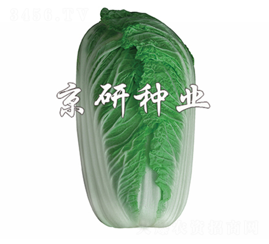 北京桔紅2號-白菜種子-京研