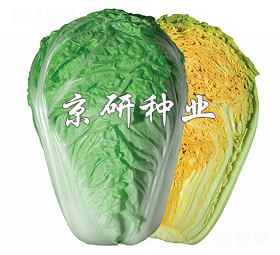 北京桔紅3號-白菜種子-京研