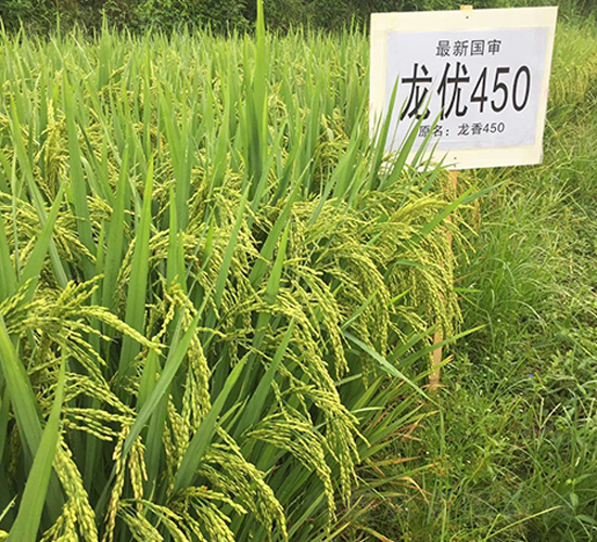 龍優(yōu)450-水稻種子-西科農業(yè)