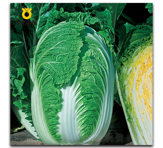 早秋金冠-白菜種子-世農(nóng)種苗