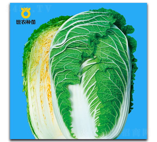 韓秋-白菜種子-世農(nóng)種苗