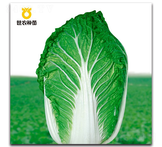 春秋54-白菜種子-世農(nóng)種苗
