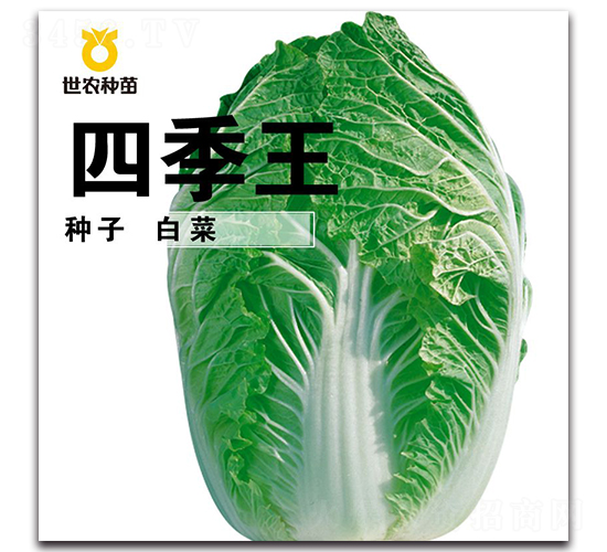 四季王-白菜種子-世農(nóng)種苗