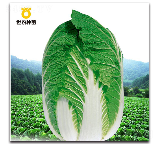 SN金福-白菜種子-世農(nóng)種苗