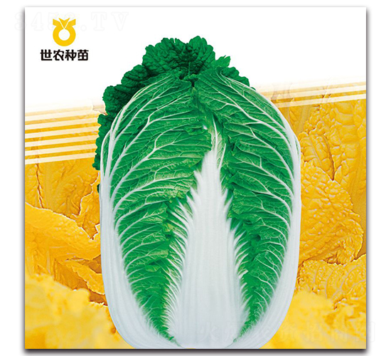 春滿園-白菜種子-世農(nóng)種苗