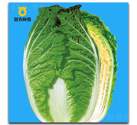 迎春526-白菜種子-世農(nóng)種苗