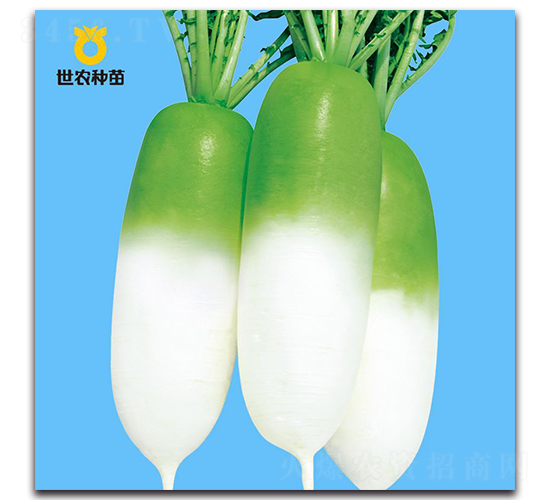 世農(nóng)806-蘿卜種子-世農(nóng)種苗