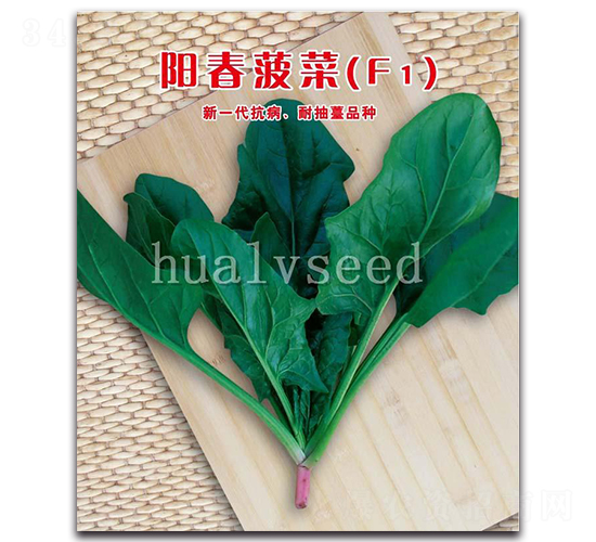 陽(yáng)春菠菜F1-菠菜種子-華綠