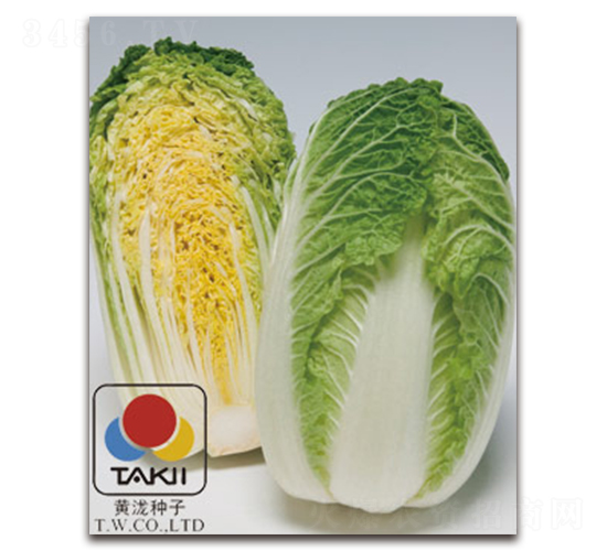 春福娃-白菜種子-黃瀧種子