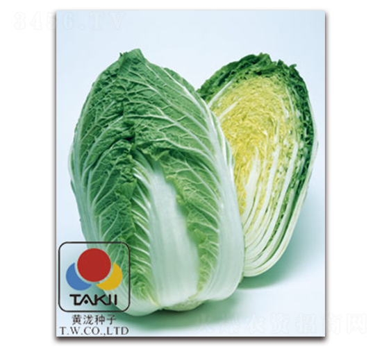 TI-07M-白菜種子-黃瀧種子
