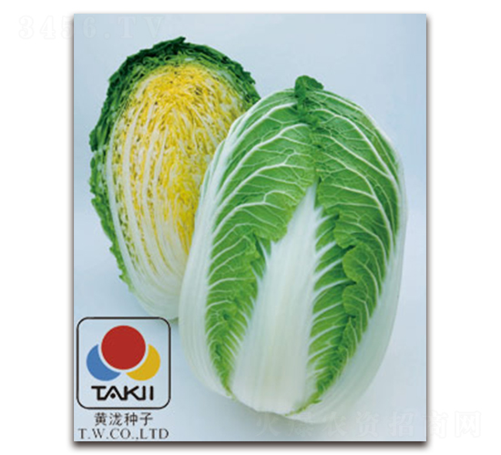 冬梅-白菜種子-黃瀧種子