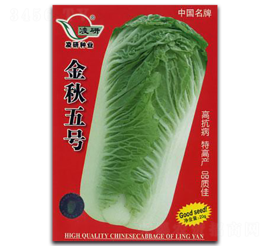 金秋五號-白菜種子-仁大農業(yè)
