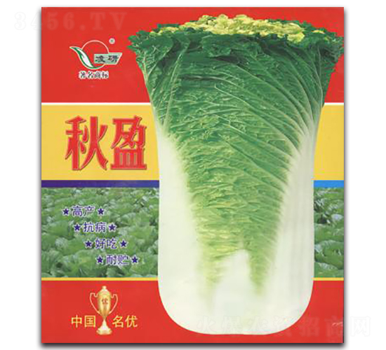 秋盈-白菜種子-仁大農(nóng)業(yè)