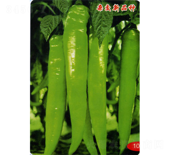 金秀長椒-辣椒種子-官明天成