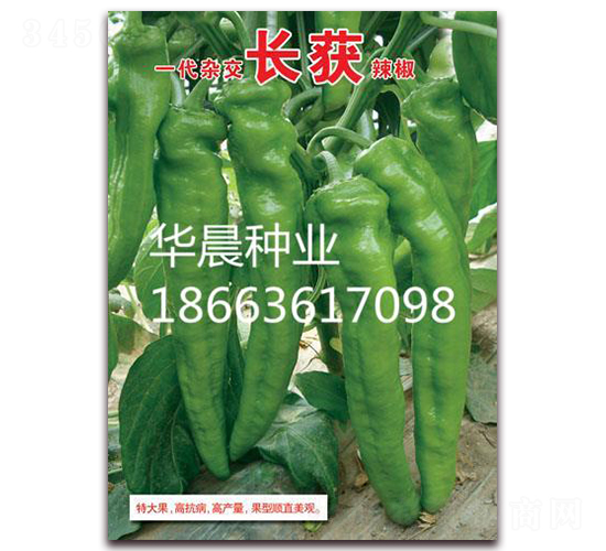 長獲-辣椒種子-華晨種業(yè)