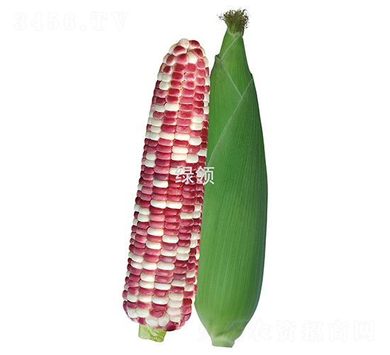 KŴ̖(ho)-Ŵ׷N-GI(lng)NI(y)