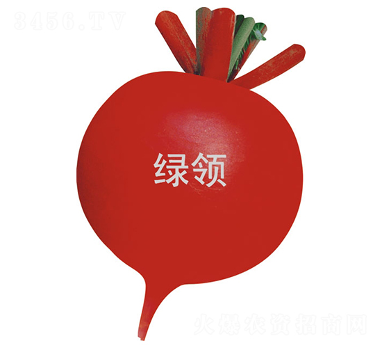 紅寶40-蘿卜種子-綠領(lǐng)種業(yè)