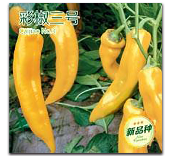 彩椒三號-彩椒種子-三主糧