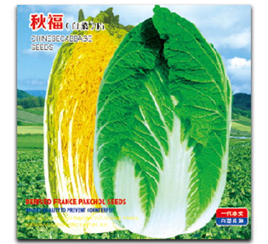 秋福-白菜種子-祥瑞達(dá)