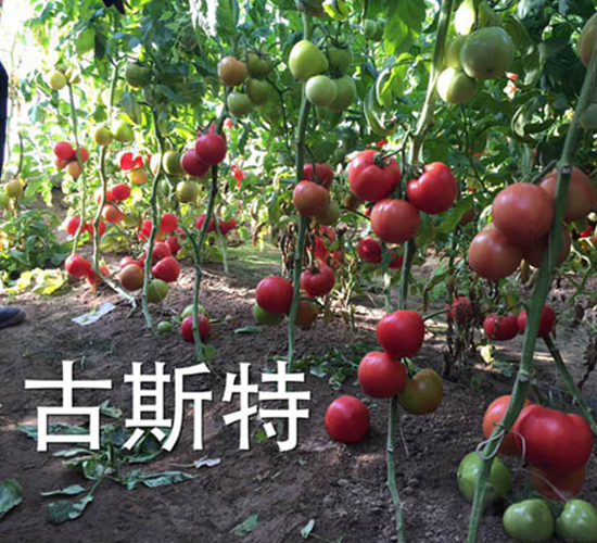 古斯特-番茄種子-多美農(nóng)