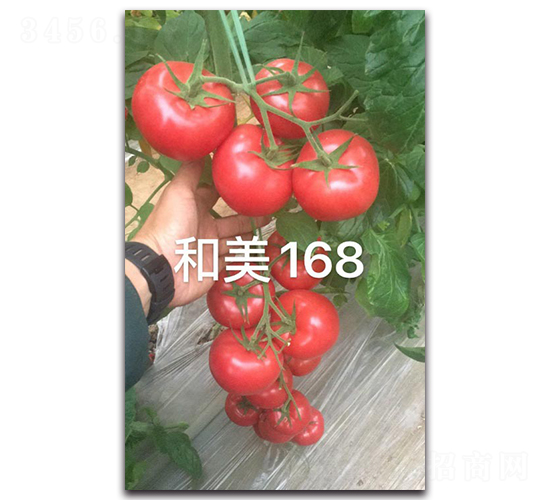 和美168-番茄種子-多美農(nóng)
