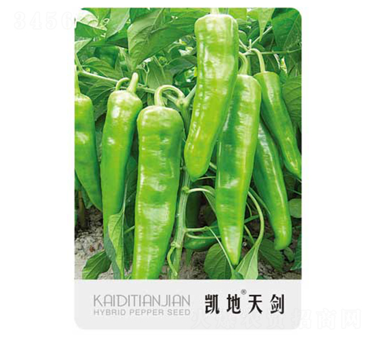 凱地天劍-辣椒種子-凱地農(nóng)業(yè)