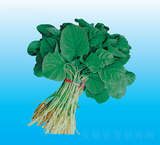 臺灣油莧菜-莧菜種子-天龍種業(yè)