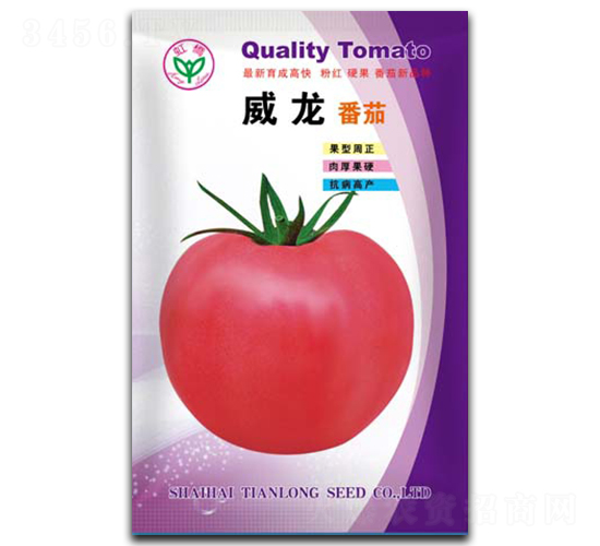 威龍-番茄種子-天龍種業(yè)